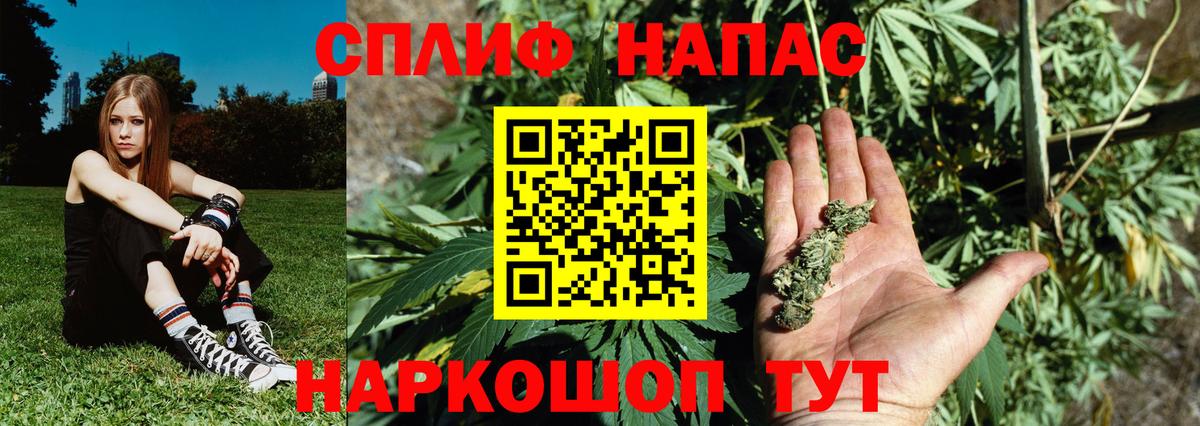 Марихуана сатива Энгельс